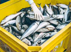 Quy trình vận chuyển hải sản của KINGFISH