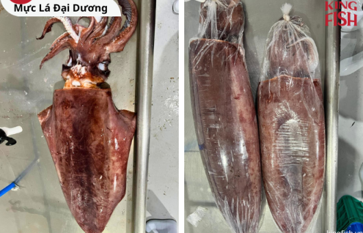 Mực Lá Đại Dương Đông Lạnh