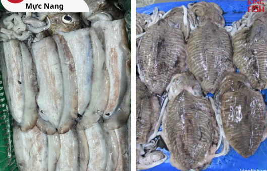 Mực Nang Đông Tàu