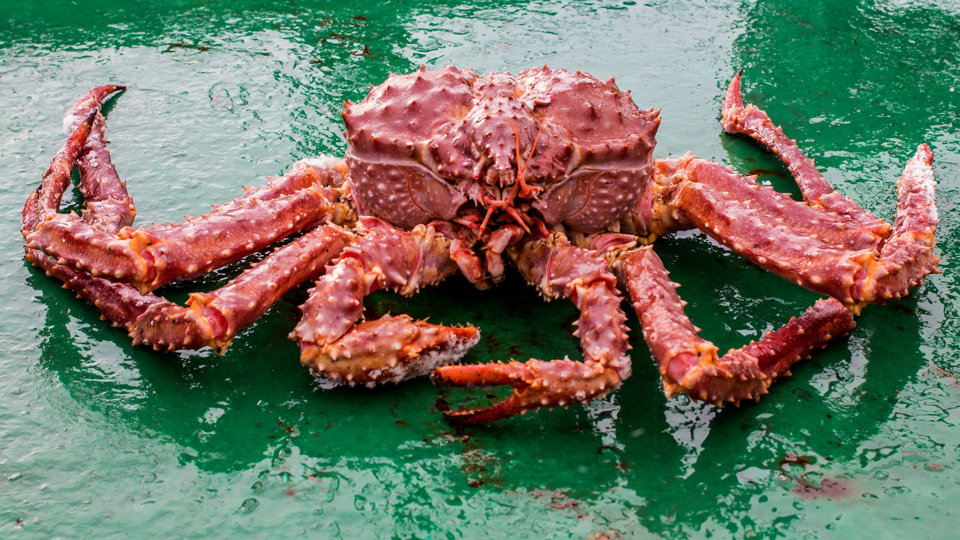 Cua King Crab