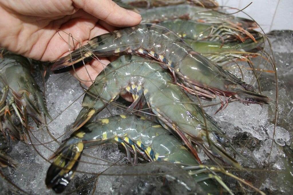 phan-phoi-si-tom-su-kingfish
