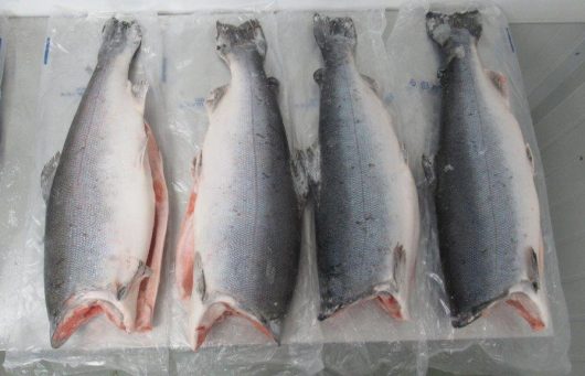 Frozen Coho Salmon