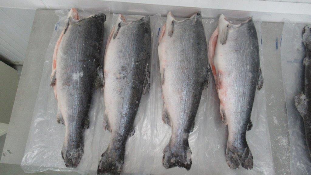 ca-hoi-coho-kingfish-phan-phoi-toan-quoc