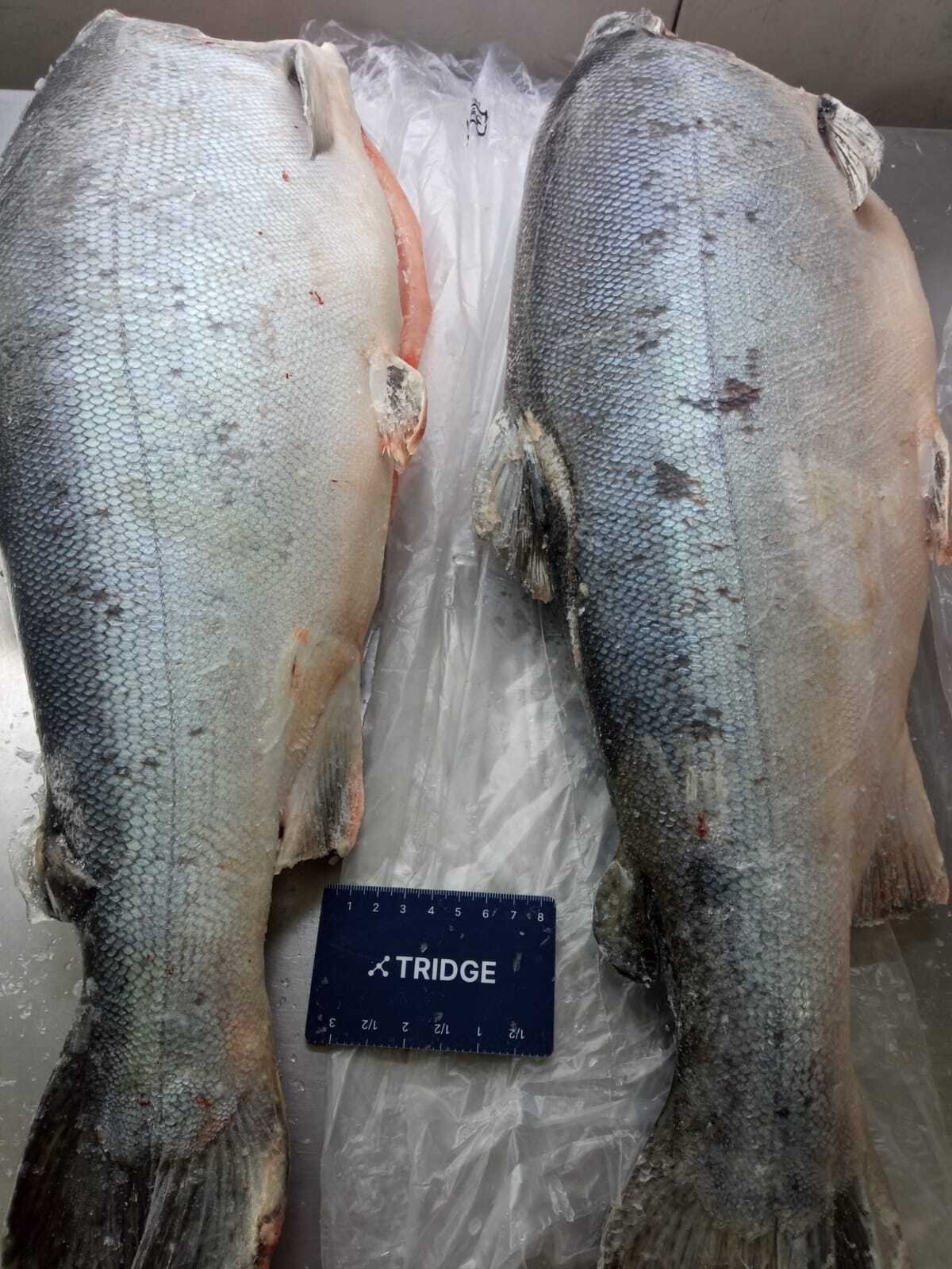 kingfish-phan-phoi-ca-hoi-coho-gia-tot