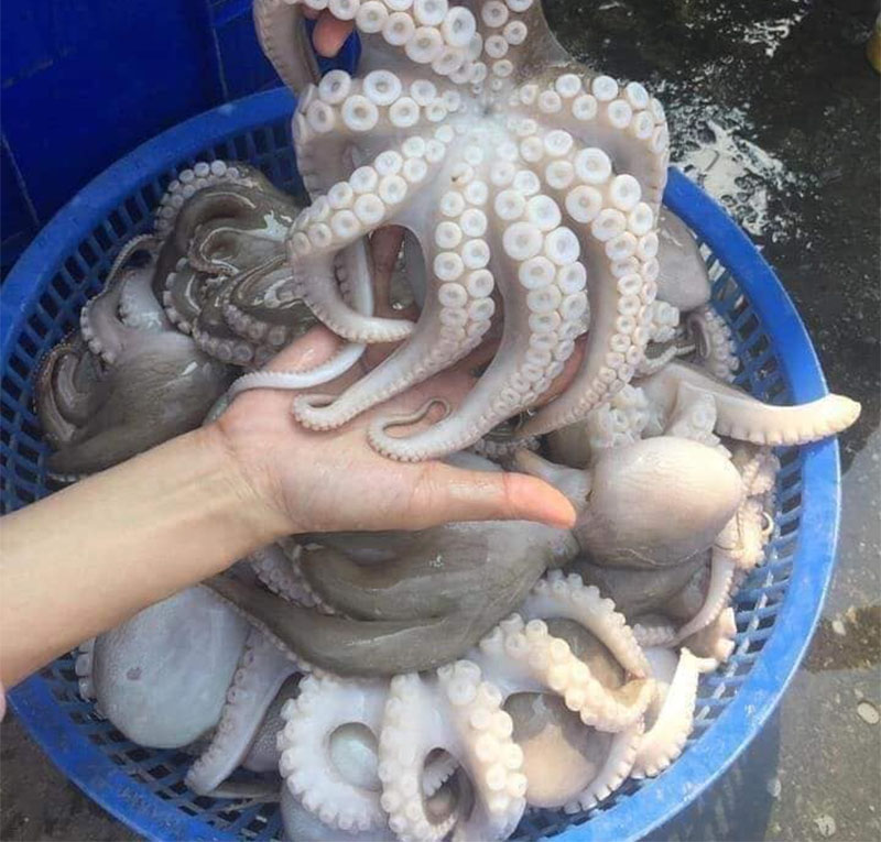 huong-dan-cach-lam-bach-tuoc-nuong-sa-te-cuc-ngon