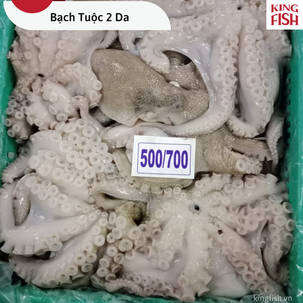 phan-phoi-bach-tuoc-2-da-kingfish