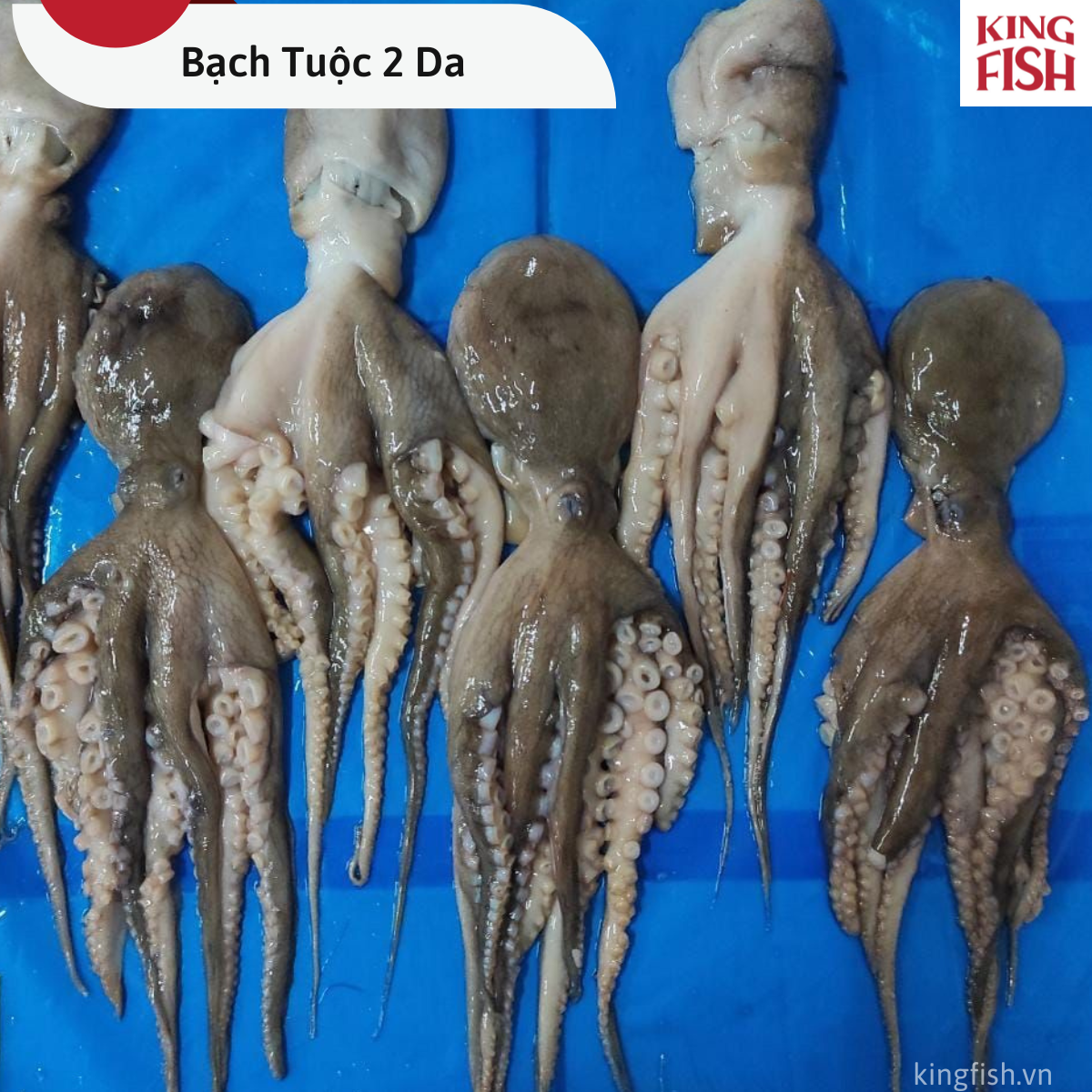 kingfish-phan-phoi-bach-tuoc-2-da