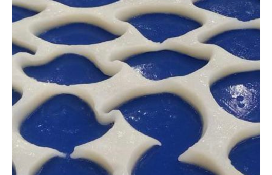 Giant Squid Fillet Fragments