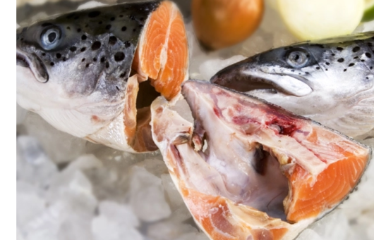 Frozen Salmon Head