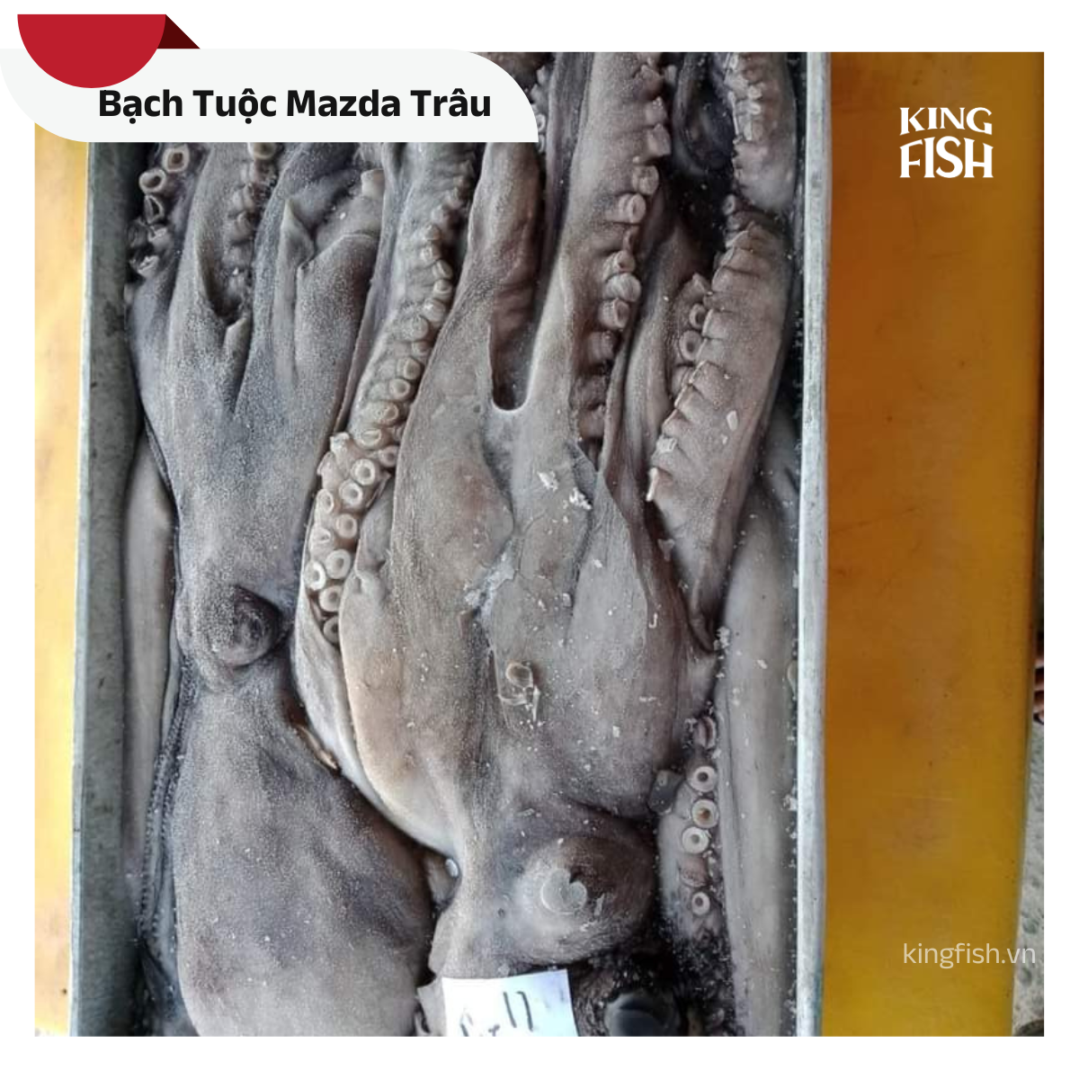 kingfish-phan-phoi-bach-tuoc-mazda-trau