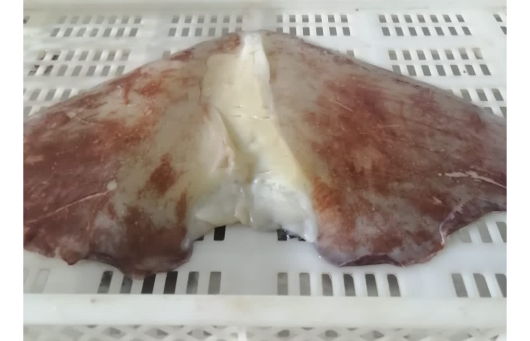 Giant Squid Fins