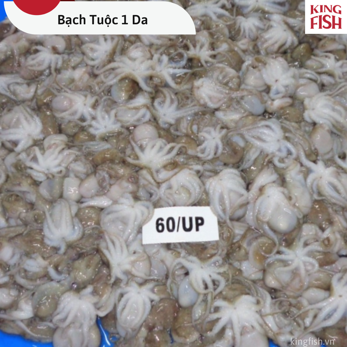 phan-phoi-bach-tuoc-1-da-kingfish