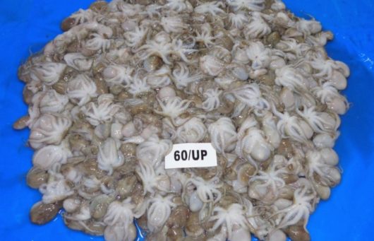 Bạch Tuộc 1 Da Đông Lạnh