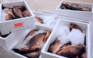Cách vận chuyển hải sản đi xa vẫn giữ độ tươi ngon