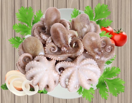 bạch tuộc sứa