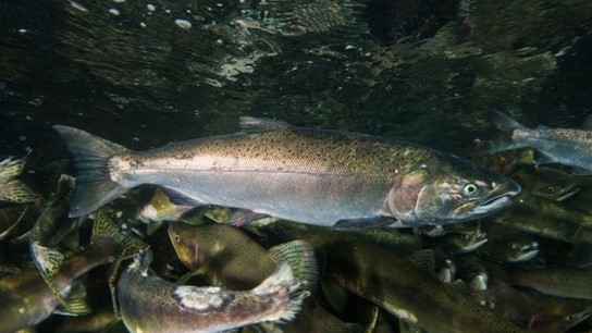 cá hồi coho