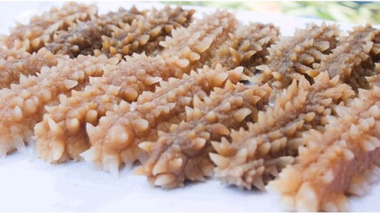 huong-dan-phan-biet-cac-loai-hai-sam-7