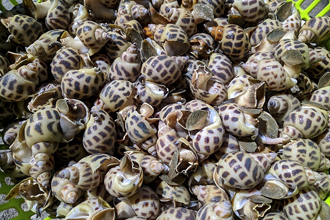 oc-huong-la-oc-gi