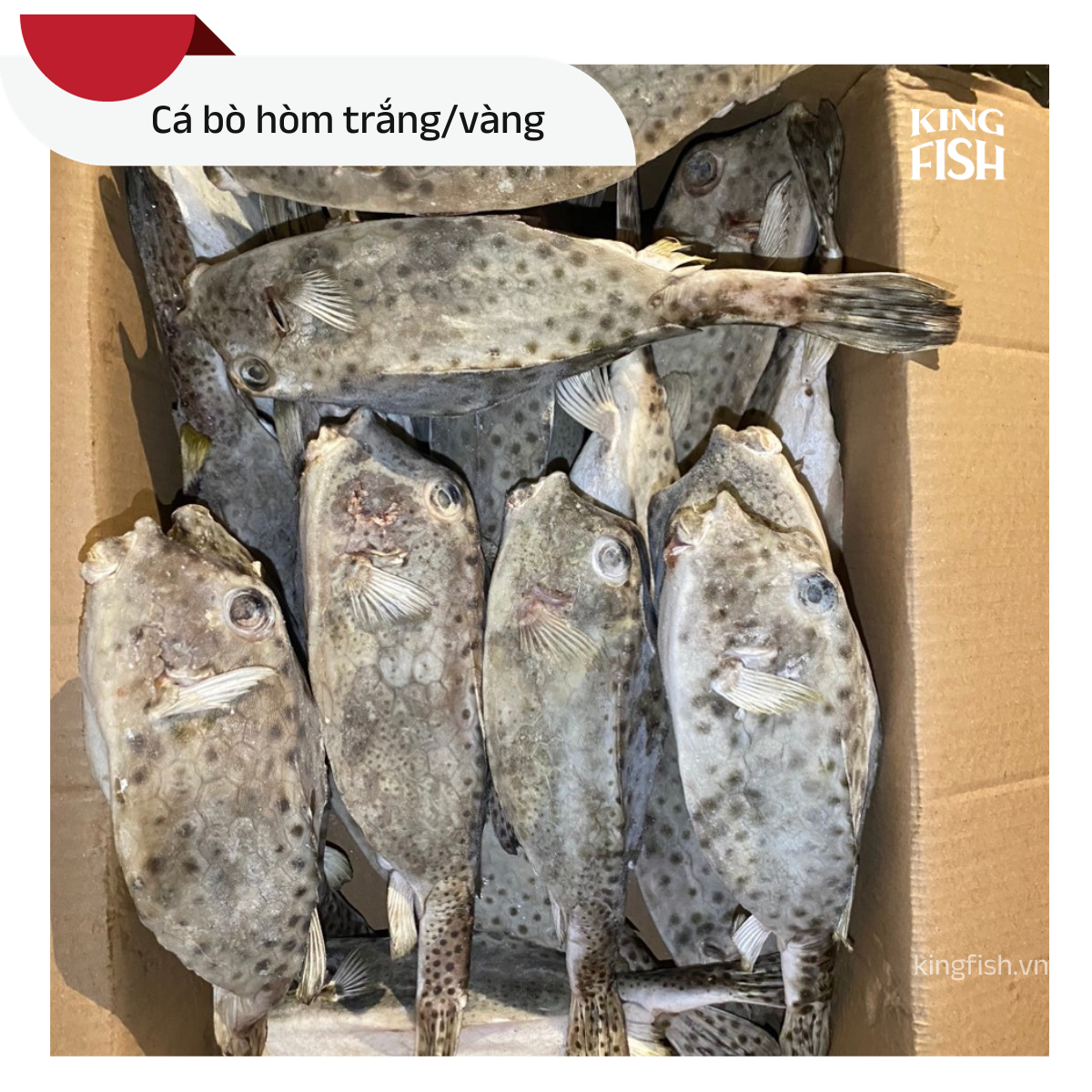 ca-bo-hom-trang-kingfish
