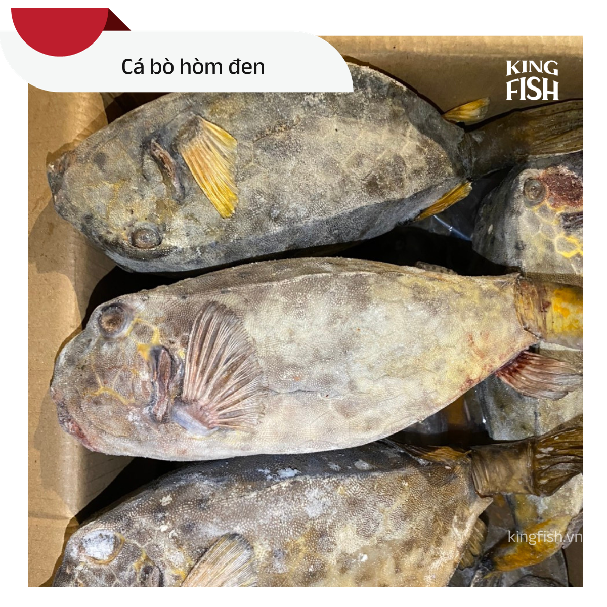 ca-bo-da-kingfish