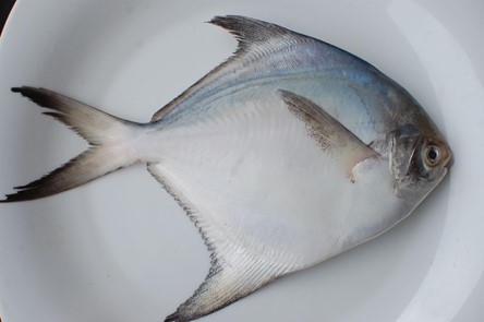 ca-chim-trang-gia-bao-nhieu-1-kg