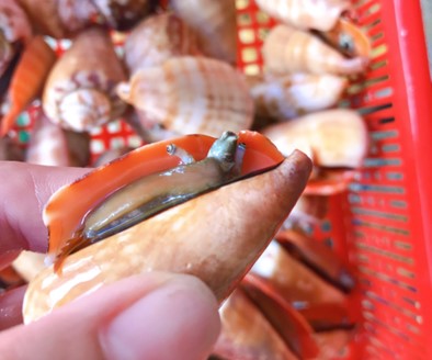 ốc nhảy đỏ