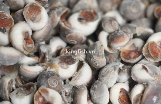 Ốc Mỡ Đông Lạnh