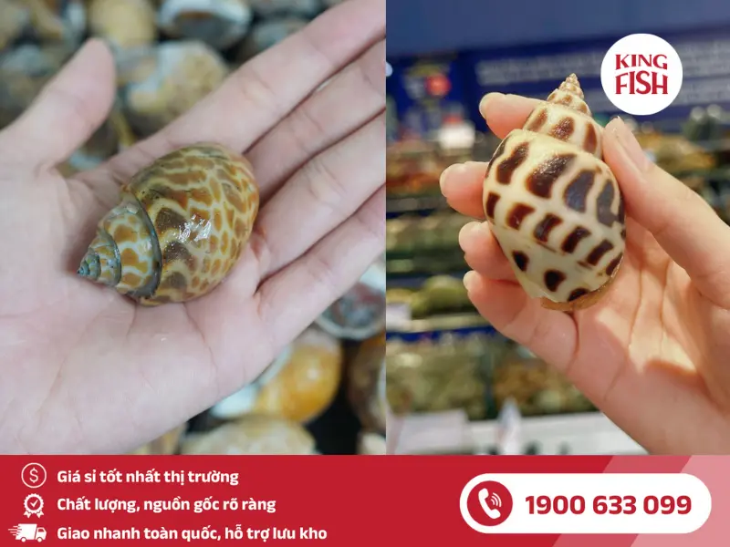 kingfish-phan-biet-oc-huong-que-va-oc-huong