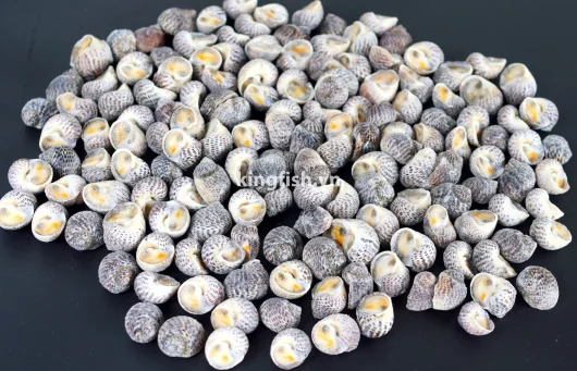 Ốc Bông