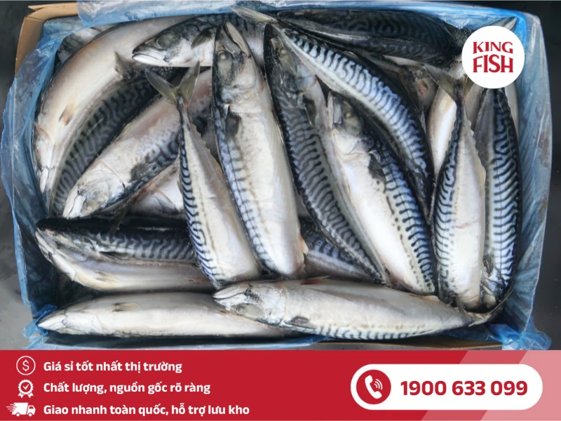 kingfish-phan-phoi-ca-saba-dong-lanh
