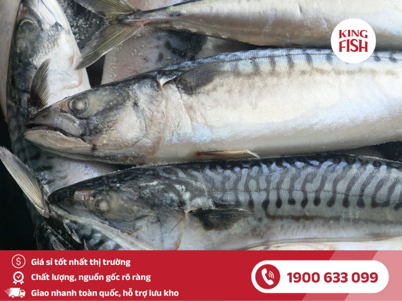 kingfish-phan-phoi-si-ca-saba-nauy-dong-lanh
