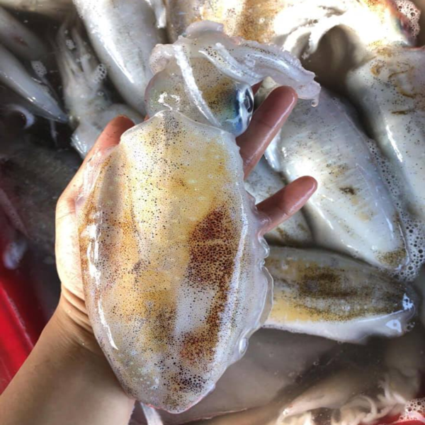 hinh-anh-thuc-te-con-muc-la-cach-phan-biet-cac-loai-muc