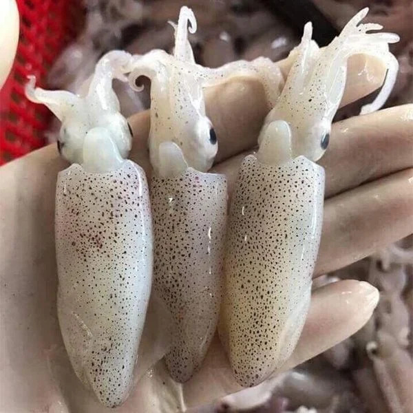 hinh-anh-thuc-te-con-muc-sim-cach-phan-biet-cac-loai-muc