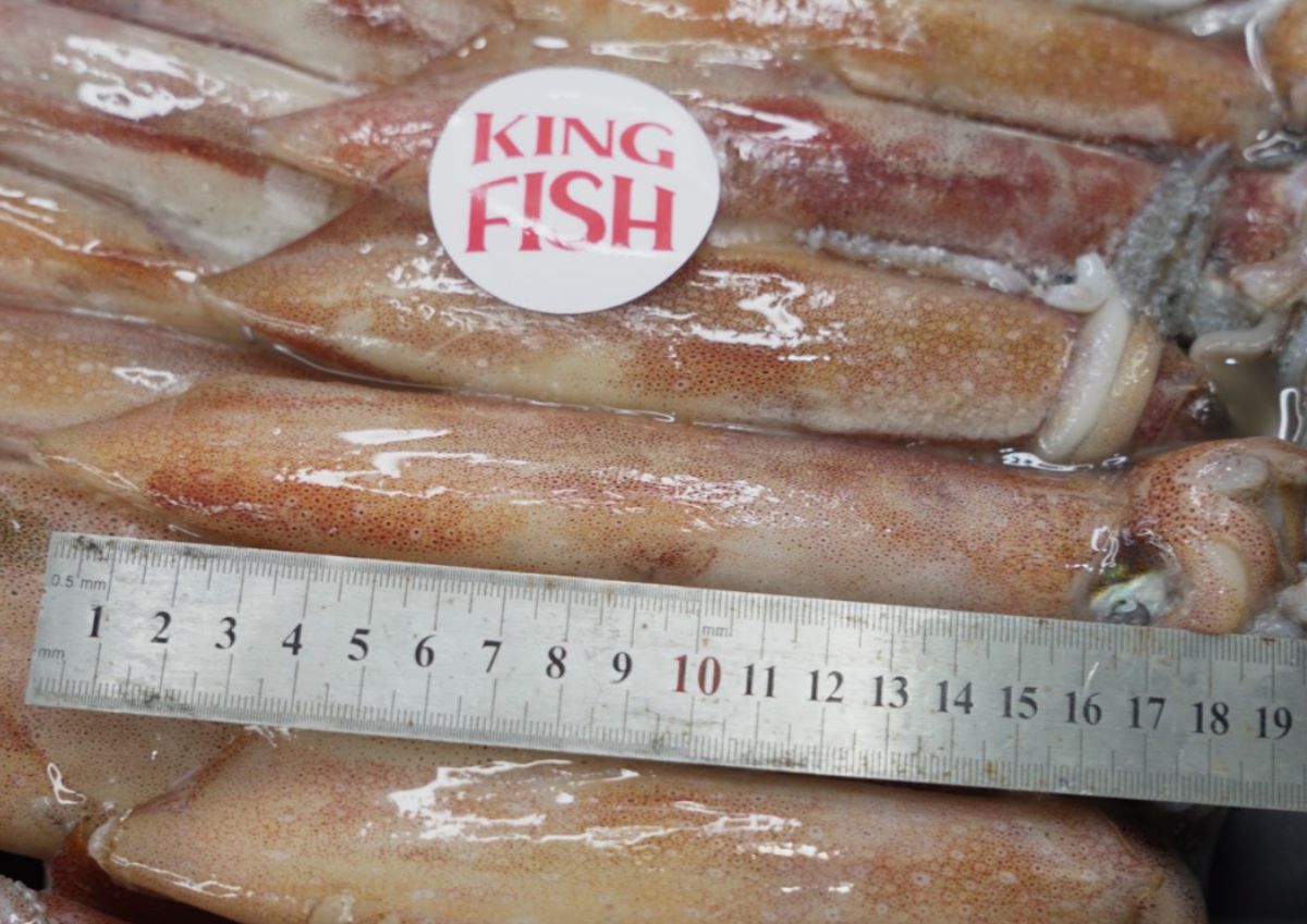 kingfish-cung-cap-cac-loai-muc-dong-lanh-gia-si-tot-nhat-toan-quoc