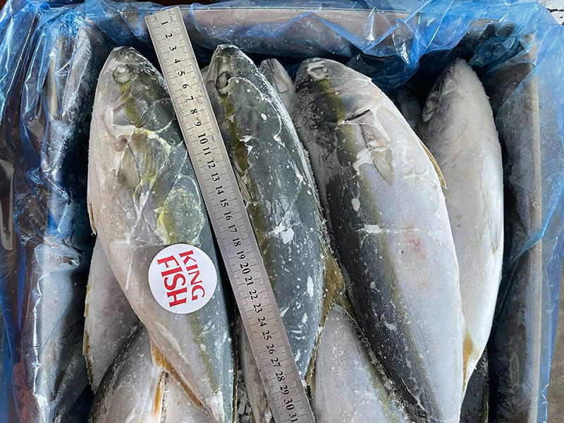 kingfish-cung-cap-ca-cam-dong-lanh-gia-si-tot-nhat-toan-quoc