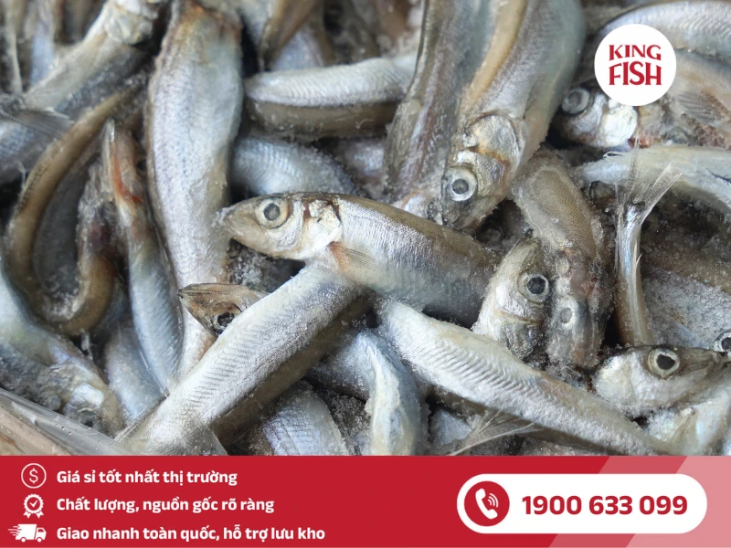 kingfish-phan-phoi-si-ca-trung-nauy