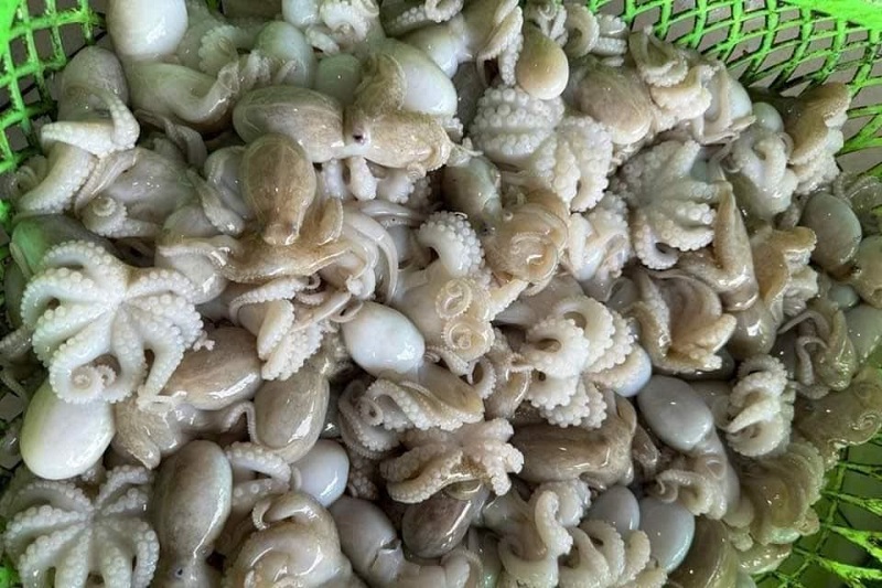 cach-lua-chon-bach-tuoc-baby-tuoi-ngon