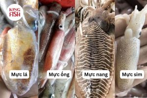 Cách phân biệt các loại mực biển phổ biến cực hay và đơn giản