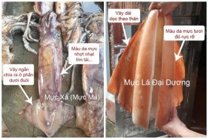 Cách phân biệt mực xà và mực lá đại dương để tránh mua nhầm