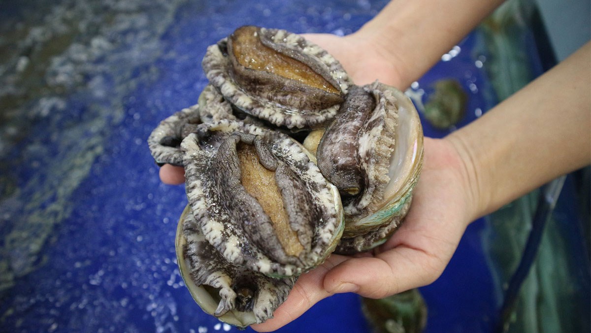 cach-bao-quan-bao-ngu-duoc-lau