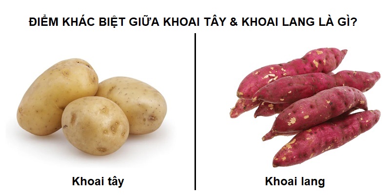 diem-khac-nhau-giua-khoai-tay-va-khoai-lang-la-gi