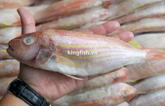 Cá Đổng Cờ Đông Lạnh
