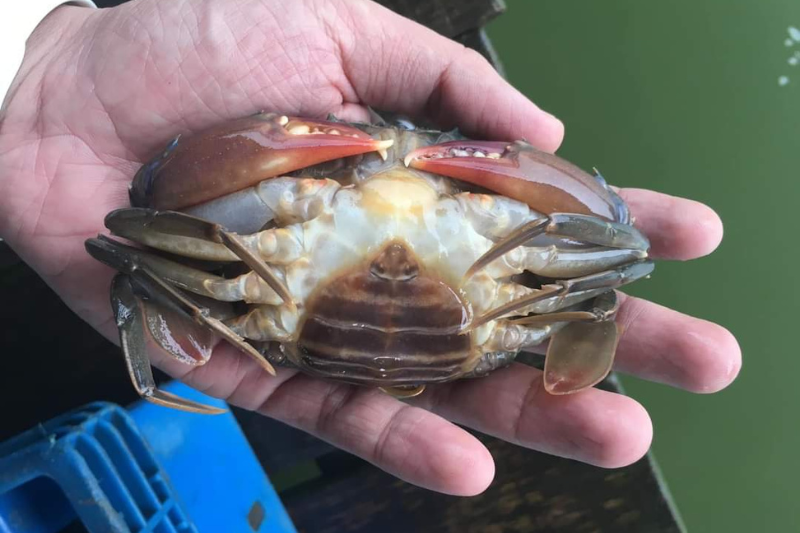 hinh-anh-cua-lot-myanmar-song-truoc-khi-tien-hanh-cap-dong-de-xuat-khau