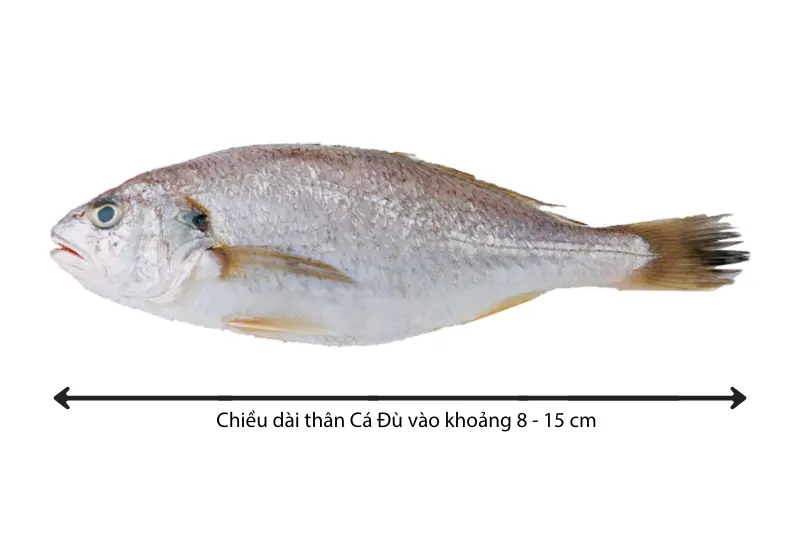 ca-du-la-ca-gi