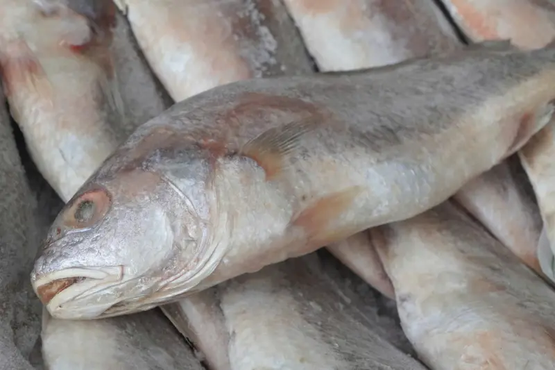 hinh-anh-thuc-te-ca-du-dong-lanh