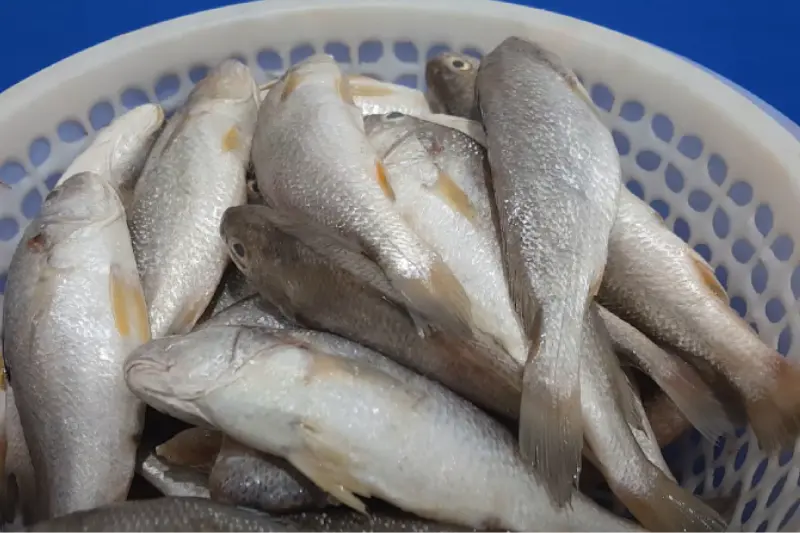 hinh-anh-thuc-te-ca-du-tuoi-song-nguyen-con