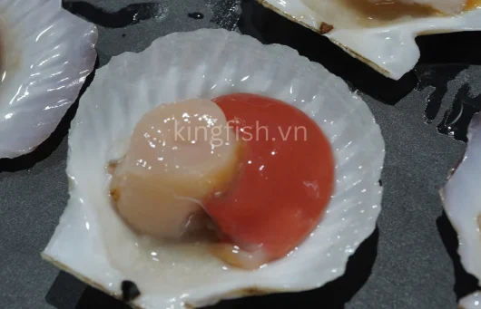 Sò điệp Nhật nửa mảnh